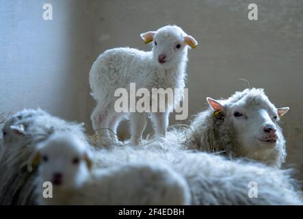 Roskow, Deutschland. März 2021, 15th. Ein im März 2021 von der Rasse Skudden geborenes Lamm steht auf dem Rücken des Mutterschafs auf dem Bauernhof Skudden im Bezirk Roskow von Weseram. Auf dem Hof züchten Bauer Katja Behling und ihr Mann Christoph Skudden, die kleinste einheimische Schafrasse, die zu den ältesten Hausschafrassen zählt und weiße Mischwolle produziert. Die Skudde steht auf der Roten Liste der vom Aussterben bedrohten Nutztierrassen. (Zu 'Lambing Time: Nachzucht ist ein wirtschaftlicher Faktor für Schafzüchter') Quelle: Soeren Sache/dpa-Zentralbild/ZB/dpa/Alamy Live News Stockfoto