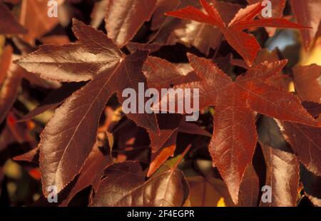 NAHAUFNAHME DER HERBSTTÖNE VON LIQUIDAMBAR STYRACIFLUA (SÜSSER KAUGUMMI, AMERIKANISCHER SWEETGUM, HASELKIEFER VON REDGUM) Stockfoto
