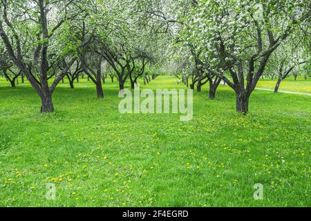 Reihen von gepflanzten Apfelbäumen in blühenden Obstgarten. Frühlingslandschaft. Stockfoto