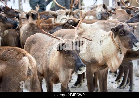 Eine Herde von Hirschen im Winter aus nächster Nähe im Wald Stockfoto