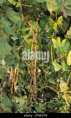 REIFE SCHOTEN AUF SCHLANGENBOHNENPFLANZE 'YARDLONG CLIMBING' VIGNA UNGUICULATA SSP. FLEXUOSUS, FABACEAE Stockfoto