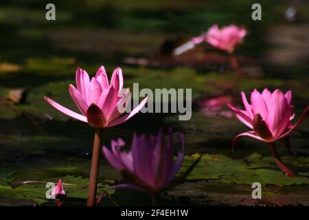 NAHAUFNAHME DER WUNDERSCHÖNEN ROSAFARBENEN SEEROSEN, DIE IN EINEM TEICH IN DEN BRISBANE BOTANICAL GARDENS IN QUEENSLAND, AUSTRALIEN WACHSEN. Stockfoto