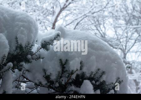 Vollformat abstrakte Textur Hintergrundansicht von schweren tiefen Schneefall Die Ansammlung auf immergrünen Ästen des Eibenbusches während eines Winterblizzards Stockfoto