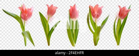 Rosa realistische Vektor Tulpen Blumen isoliert auf transparentem Hintergrund. Vektorgrafik mit Blumenmuster im Frühling Stock Vektor