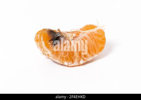 Schlecht schimmelige Mandarine isoliert auf weißem Hintergrund. Stockfoto