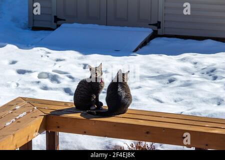 Nahaufnahme von zwei grau gestreiften Katzen mit Tabby, die auf einer hölzernen Deckbank sitzen und auf neu herumgefallener Schnee um sie herum blicken Stockfoto