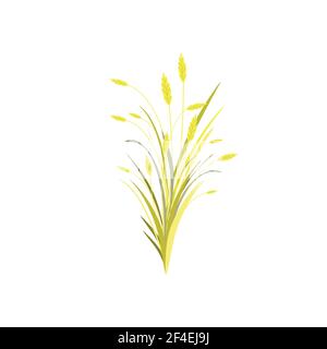 Herbststrauß mit goldenen Ähren von Weizen, Gerste oder Roggen und Grashalmen isoliert auf weiß. Vektorgrafik. Erntekarte. Herbst Clip Art. Yello Stock Vektor