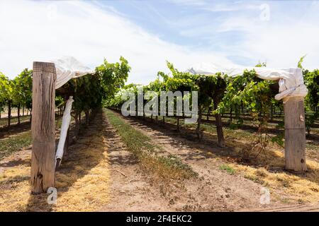 Reihen von reifen Weinreben kurz nach der Ernte auf Gitter mit weißem Kunststoff für Schatten von der Lehen Sonne in Emerald, Queensland, Australien bedeckt. Stockfoto