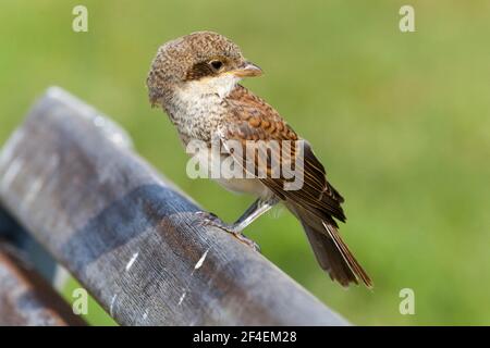 Rotrückendwürger ( Lanius Collurio ) jung Stockfoto