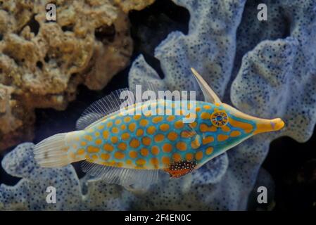 Der orange gefleckte Filefish oder Harlekin Filefish, Oxymonacanthus longirostris, ist ein Filefish aus der Familie der Monacanthidae Stockfoto