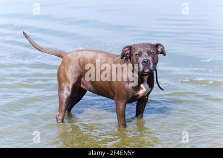 Hund im Wasser Stockfoto