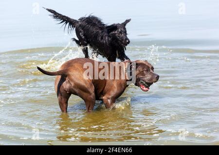 Zwei Hunde spielen im Wasser Stockfoto