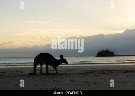 Silhouette eines Wallabys oder eines kleinen Kängurus am schwarzen vulkanischen Sandstrand von Cape Hillsborough, Queensland, Australien bei Sonnenaufgang. Stockfoto