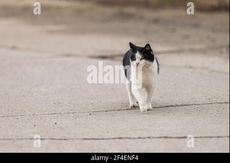 Eine Katze geht die Straße entlang Stockfoto