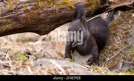 eichhörnchen, Tier, Natur, nager, rot, Säugetier, frack, wild, wild lebende Tiere Stockfoto