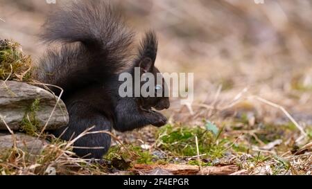 eichhörnchen, Tier, Natur, nager, rot, Säugetier, frack, wild, wild lebende Tiere Stockfoto