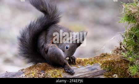 eichhörnchen, Tier, Natur, nager, rot, Säugetier, frack, wild, wild lebende Tiere Stockfoto