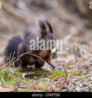 eichhörnchen, Tier, Natur, nager, rot, Säugetier, frack, wild, wild lebende Tiere Stockfoto