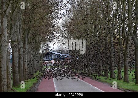 Eine große Vogelschar überquert eine Straße in der Nähe von Oss, Niederlande, indem sie durch die Bäume entlang jeder Seite fliegen Stockfoto