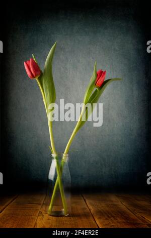 Fine Art Bild von zwei frisch geschnittenen roten Tulpen, die in einer klaren Glasflasche vor einem dunkelblauen, grünen Hintergrund stehen Stockfoto