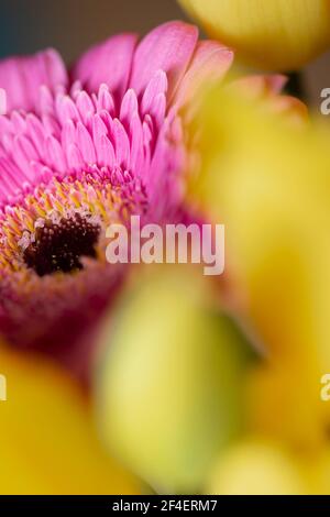 Rosa gerbera Gänseblümchen Blume in Blüte Makro noch auf einem Gelber Gartenstrauß Stockfoto