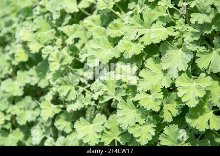 Muskatnuss duftende Geranienkräuter wächst in einem Garten. Es wird auch als Pelargonium fragrans bezeichnet Stockfoto