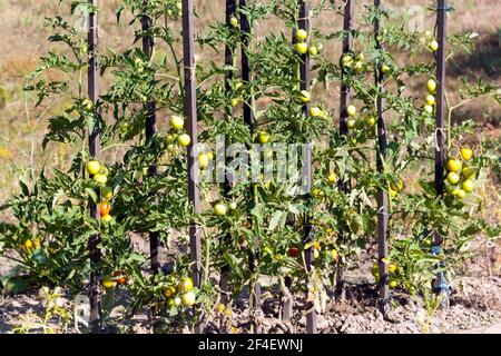 Holzstäbchen als Unterstützung für die Reifung von Tomatenpflanzen Stockfoto