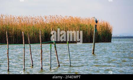 Ein Rook auf einem Holzpfosten im Wasser Der Albufera von Valencia Stockfoto