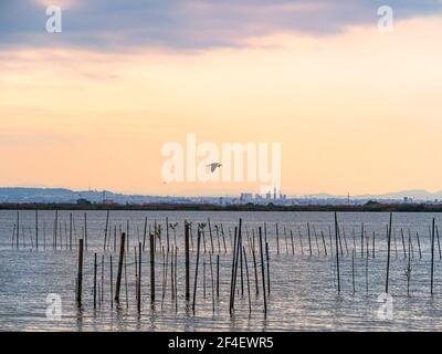 Ein grauer Reiher fliegt über das Wasser des Naturparks Albufera de Valencia. Stockfoto