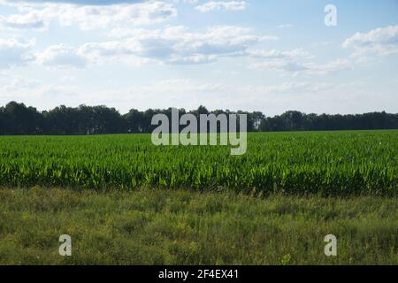 Pflanzen von Mais auf einem Bauernhof Grundstück. Ackerland. Maisanbau. Agrarlandschaft. Stockfoto