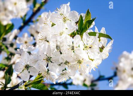 Natur Hintergrund Konzept. Weiße Blumen auf Bäumen in den Strahlen des Sonnenlichts Stockfoto