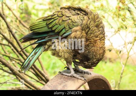 Ein Kea, ein neuseeländischer Papagei, der sich in einen Ball einwickelt, um seine Beine zu pflegen Stockfoto