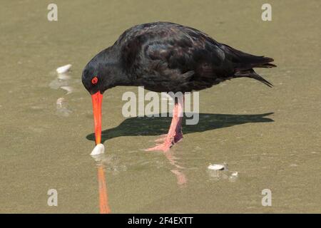 Ein variabler Austernfischer, ein Watvogel aus Neuseeland, gräbt eine Muschel am Strand Stockfoto