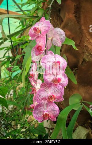 Schöne rosa und weiße Phalaenopsis Orchidee (Motte Orchidee) Blumen in einem Gewächshaus Stockfoto