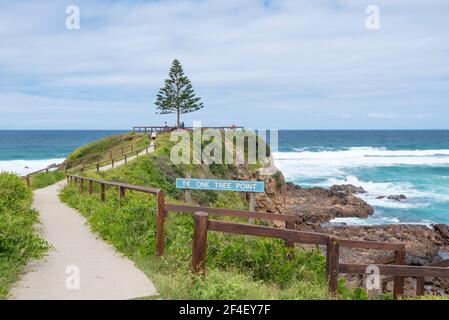 Eine einsame Norfolk Island Pine (Araucaria heterophylla) liegt an One Tree Point, Tuross Heads an der Südküste von New South Wales in Australien Stockfoto