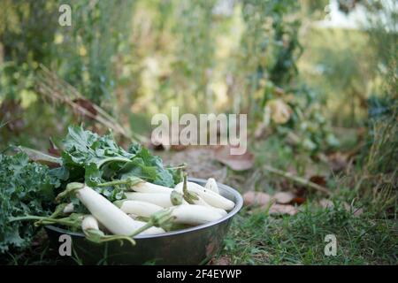 Frisches weißes Rettichgemüse in Schale auf Boden. Radieschen Ernte aus Garten Stockfoto