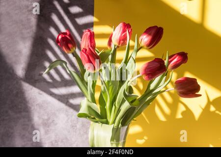 Ein Bouquet aus roten Tulpen auf einem grau-gelben Hintergrund mit sonnigen Schatten aus dem Gitter. Stockfoto