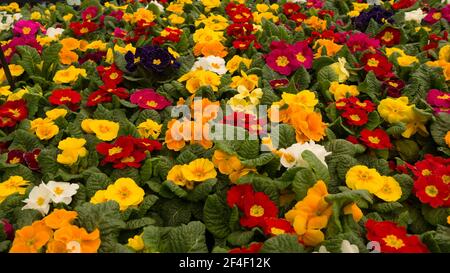 Bunte Blumenteppich von Primeln Stockfoto