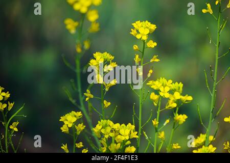 Senfpflanze mit schönen gelben Blüten und Schoten. Selektiver Fokus verwendet. Stockfoto