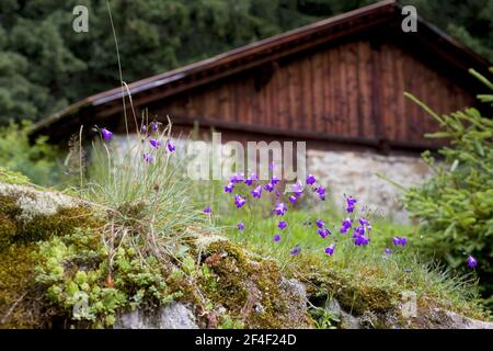 Eine alte Scheune auf einer kleinen Wiese oberhalb des Dorfes Wengen, Berner Oberland, Schweiz, mit Harebells (Campanula rotundifolia) im Vordergrund Stockfoto