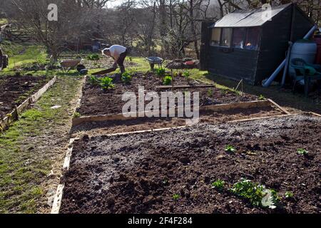 Mann Gärtner Person arbeitet im Frühlingsgarten mit Holzasche Und Kompost Mulch auf Hochbetten immer bereit für die Pflanzung Aussaat Samen UK KATHY DEWITT Stockfoto