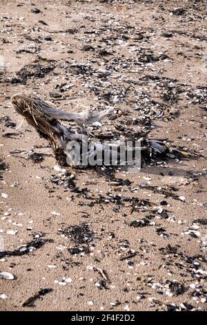 Altes Treibholz aus Holz, das auf dem Sand des Strandes liegt Umgeben von Algen und Muscheln an einem warmen sonnigen Tag Stockfoto