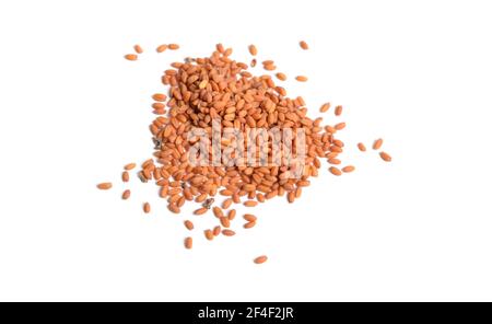Camelina sativa Samen. Isoliert auf weißem Hintergrund Stockfoto