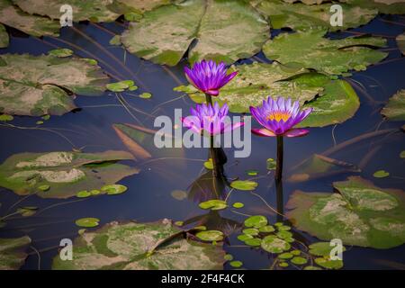 Drei Lotos oder Seerosen Blumen in einem großen Teich Mit grünen Blättern herum Stockfoto