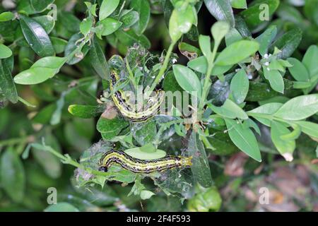 Cyralima perspectalis Raupen im Garten auf Gemeinschachtel. Die Raupen des Kastenbaums zerstören schnell ganze Sträucher in den Gärten. Stockfoto