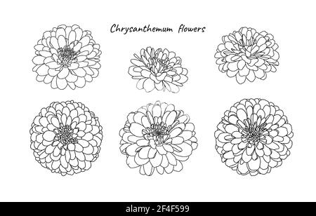 Set von Mini Chrysantheme Blumen auf weißem Hintergrund. Handgezeichnete Skizze, Vektorgrafik. Dekorative Elemente für Karten, Einladungen, Banner Stock Vektor