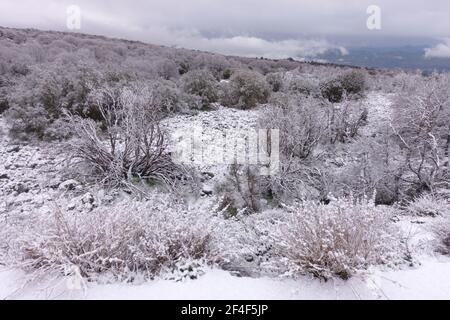 Winterlandschaft von Sizilien alte schneebedeckte Lava, Sträucher und gemischte gefrorene Wälder im Ätna Park Stockfoto