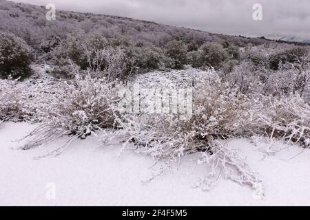 Winterlandschaft von Sizilien alte schneebedeckte Lava, Sträucher und gemischte gefrorene Wälder im Ätna Park Stockfoto