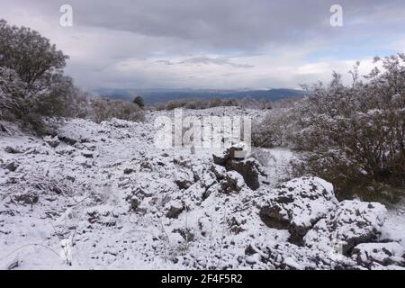 Winter alte Lava Ebene in Sizilien schneebedeckten Ginster Bäume Typisch für den Ätna Park Stockfoto