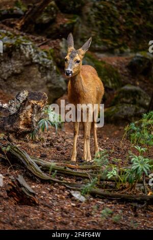 Rehe (Capreolus capreolus) im Tierpark MónNatura Pirineus (Pallars Sobirà, Katalonien, Spanien, Pyrenäen) ESP: Corzo en un parque de animales Stockfoto